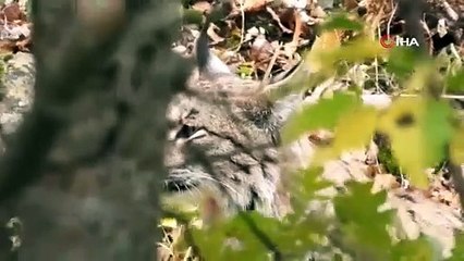 Tunceli'de nesli tükenmekte, dağ keçisi avlarken görüntülendi!