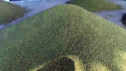 समर्थन मूल्य से एक हजार रुपए नीचे बिक रहा मूंग