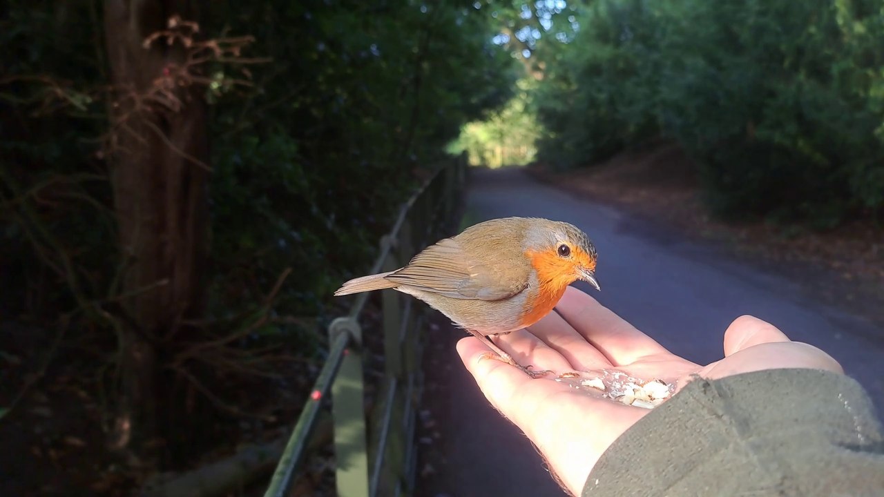 robin