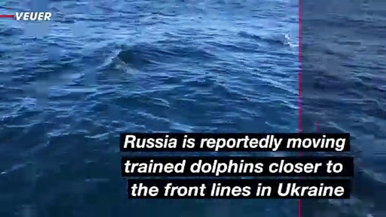 Russia Deploys Combat Dolphins Near Frontline to Defend Against Ukrainian Special Forces