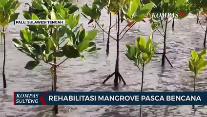 Rehabilitasi Mangrove Pasca Bencana