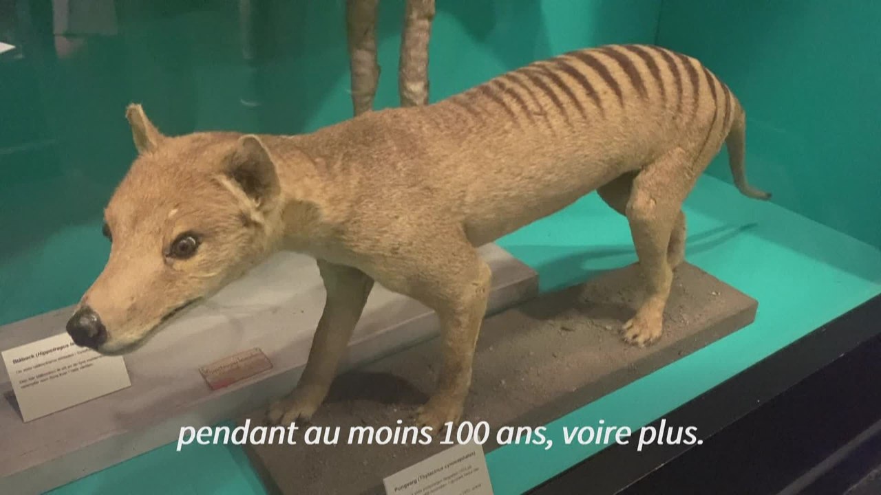 Des scientifiques récupèrent pour la première fois l'ARN d'une espèce éteinte
