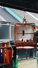 Cetrekan Burung Murai