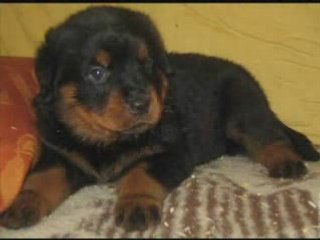 Rottweiler dogs