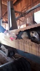 Fourmilier trouvé dans le bois