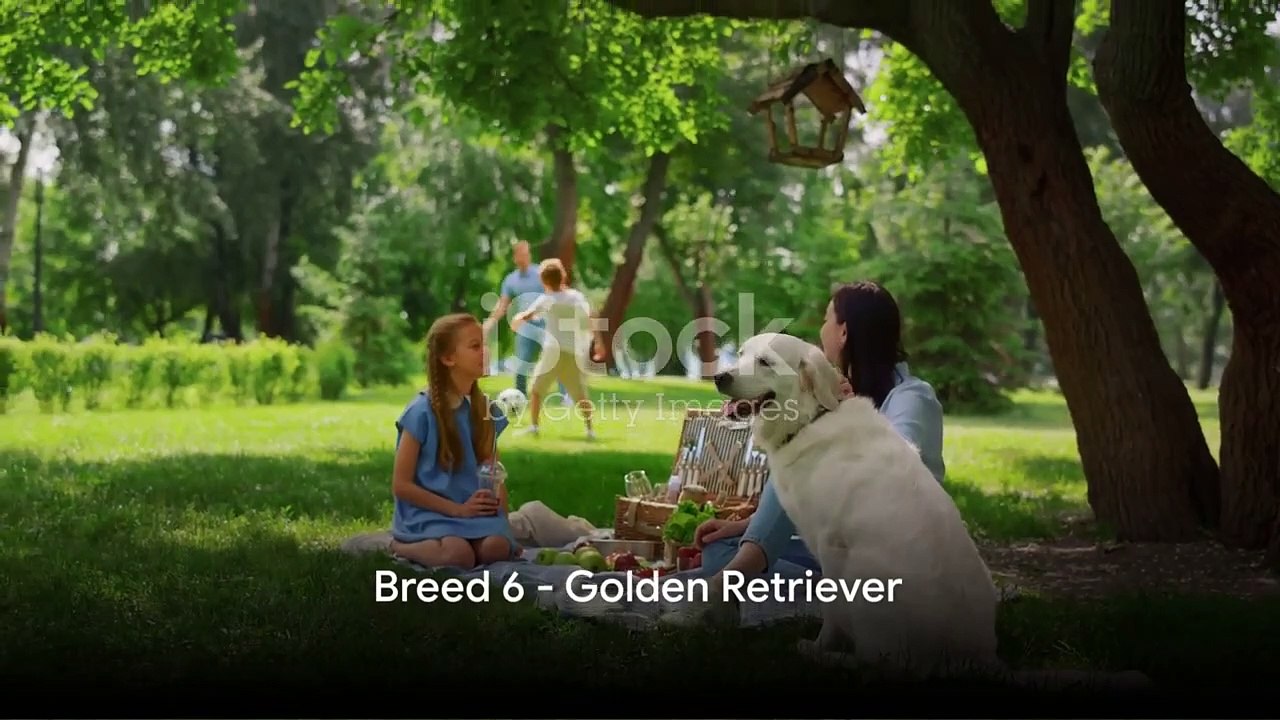 10 Dog Breeds Perfect for Families