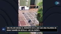 Una mujer graba el momento en el que cae una palmera de gran tamaño en Sevilla: «¡Se ha caído!»