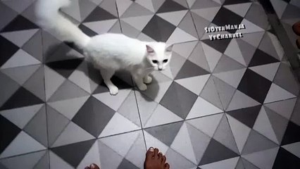 Kucing kung fu