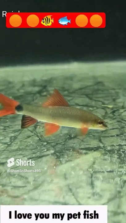 Beautiful Fish   with orange  tail  fins and whiskers #shorts