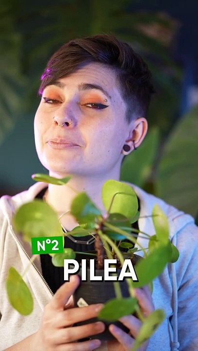 Top 3 des plantes pour petit espace 