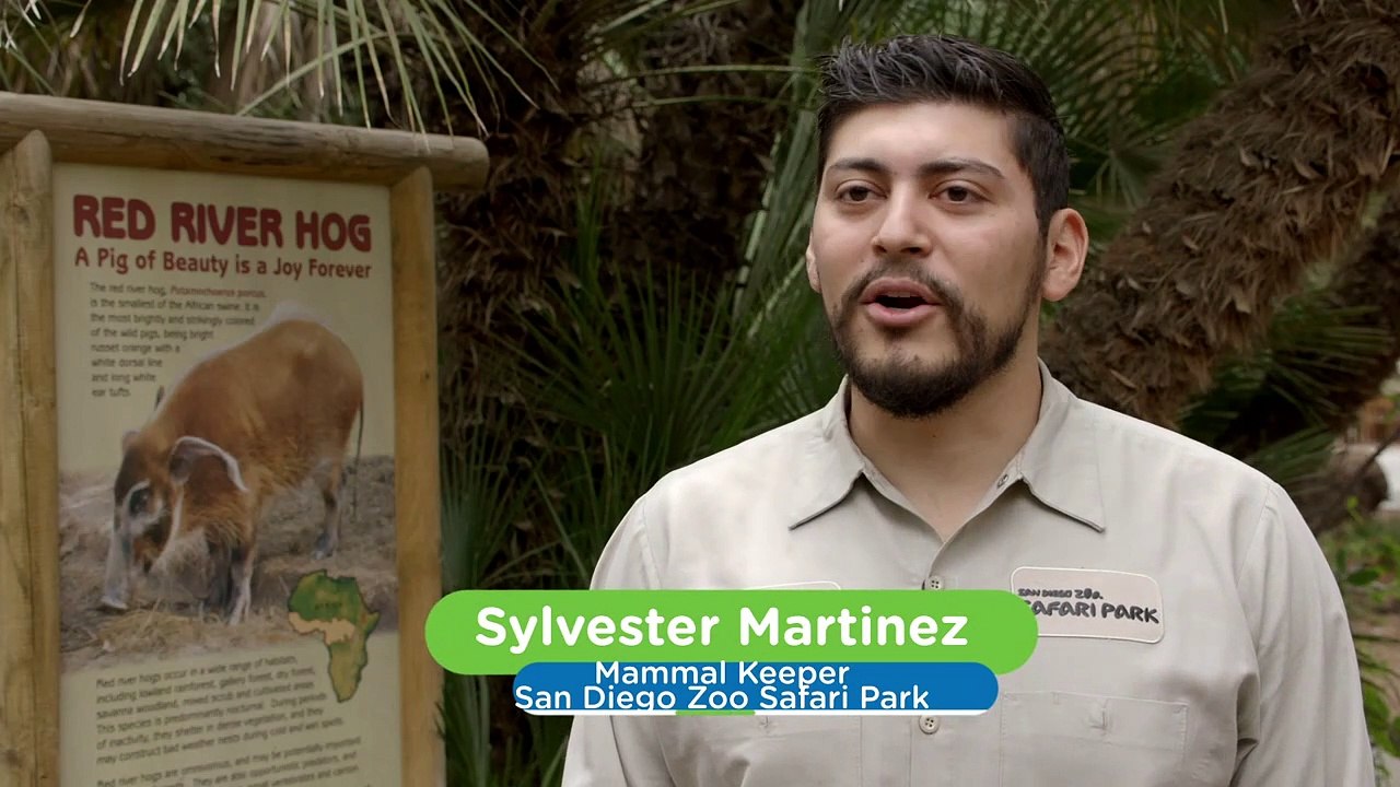 Exploring The World Together With These Red River Hog Piglets