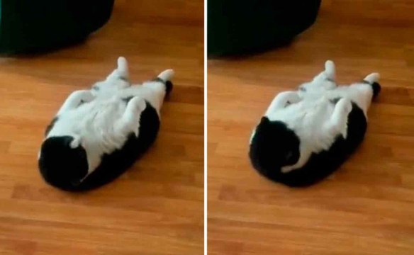 Lustiges Video: Katze trainiert hart, um den Sommer mit einem definierten Bauch zu erreichen