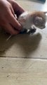 Stray Kitten Rescued From Drain Pipe