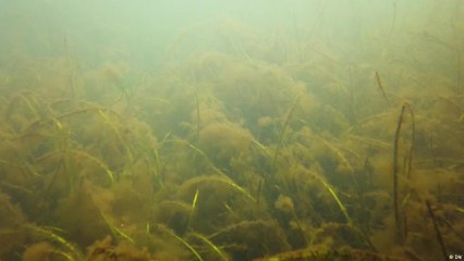 سمك بحر البلطيق مهدَّد بالأسمدة مثلا