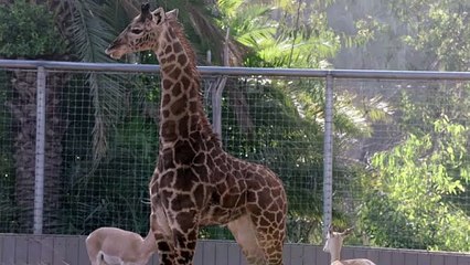 Training Giraffes To Step on Special Scales Is Pretty Tough