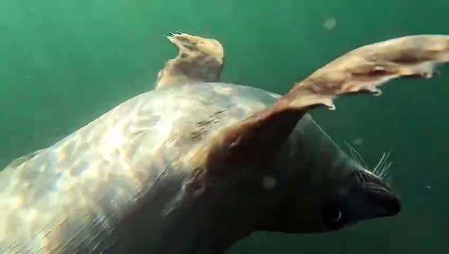 Seals Play With Puget Sound Swimmer