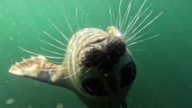 Seals Play With Puget Sound Swimmer