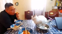 Like cat like owner  Funniest Cats and Humans Video 2023