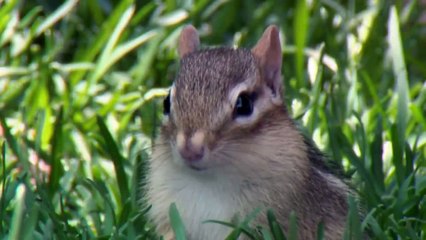 Who Is The Ultimate Hunter in The Animal Kingdom_ Animal Special Forces _ Real Wild