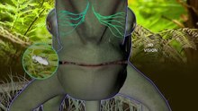 Animal Special Forces _ Episode 4_ Special Gear