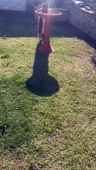 Le chat boit au bain d'oiseaux