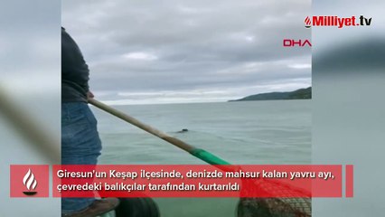 Denizde mahsur kalan yavru ayıyı balıkçılar kurtardı
