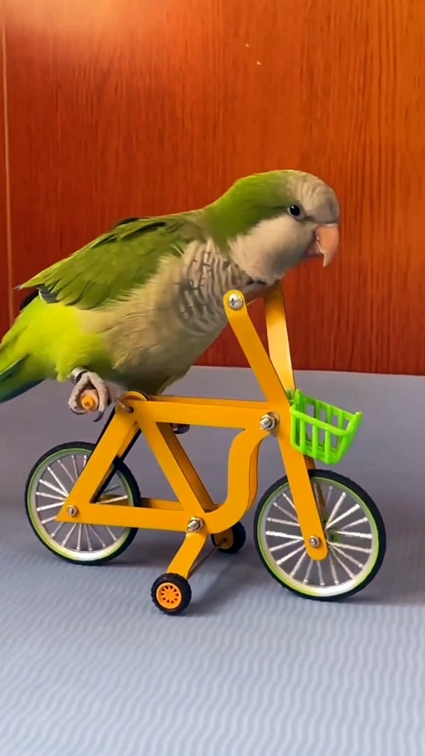 cute parrot
