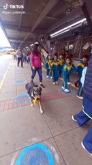 Perrito orientador del Metropolitano causa furor en TikTok al guiar a niños