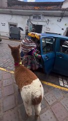 Llamas Take Taxis Too