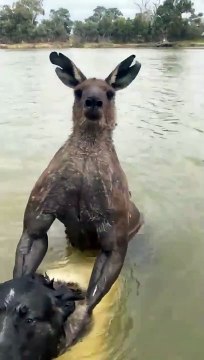 Un homme sauve un chien de la noyade causée par un kangourou