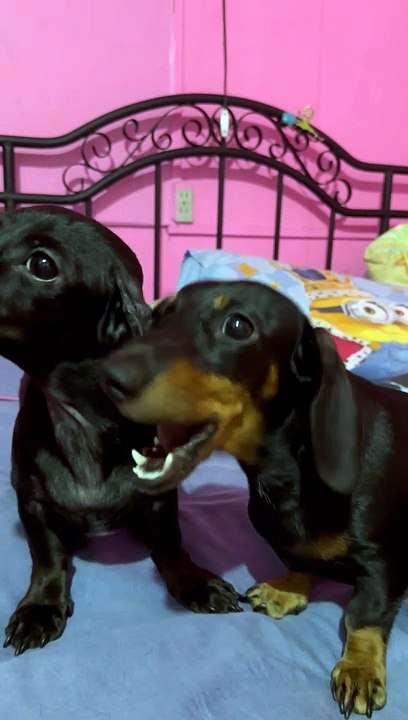 Dachshund Munchin' on That Long Ear