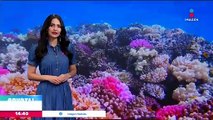Corales, en riesgo por altas temperaturas