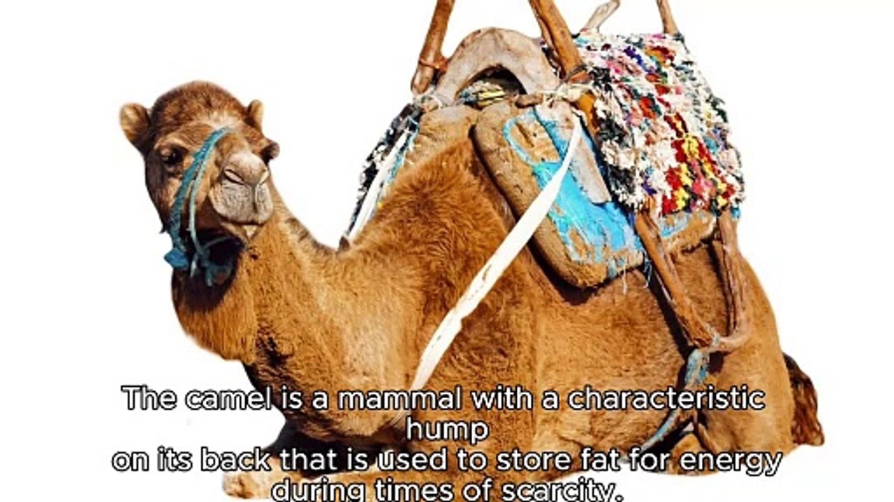 CAMEL