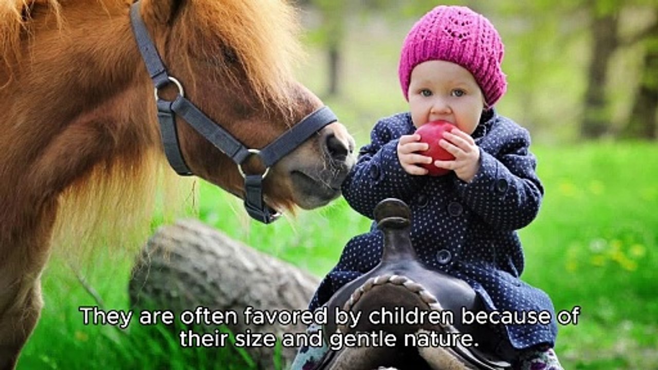 PONY