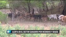 Alerta en el sector ganadero por incendios y sequía