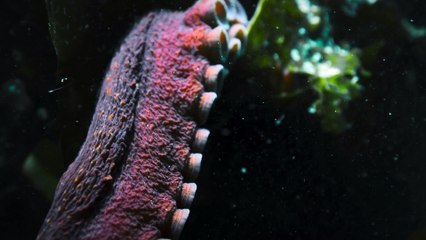 Big.Beasts.S01e01.The.Grey.Whale.1080P.Atvp.Web-Dl.Ddp5.1.H.264-Eniahd