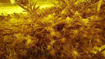 CULTIVO INDUSTRIAL DE CANNABIS