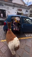 Llamas Take Taxis Too