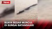 Warga Diteror Buaya Besar di Sungai saat Krisis Air Bersih di Muarojambi