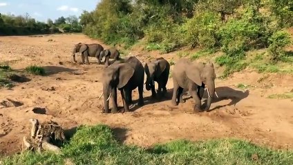 African Elephants Quench Their Thirsts in a Dry Riverbed