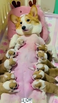 Dog Puppies Drinking Milk From Mother Dog | Animals Funny Moments | Cute Pets | Satisfying Videos #animal #pets #dog #doglover #cutepuppies