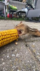 Chipmunk Loves Corn on the Cob