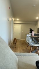 Goofy Golden Retriever Collides With Couch