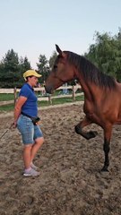 Trainer Builds Special Bond With Horse