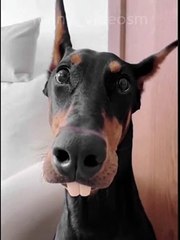 Hilarious Animal Antics That Will Make Your Day!  #FunnyAnimals