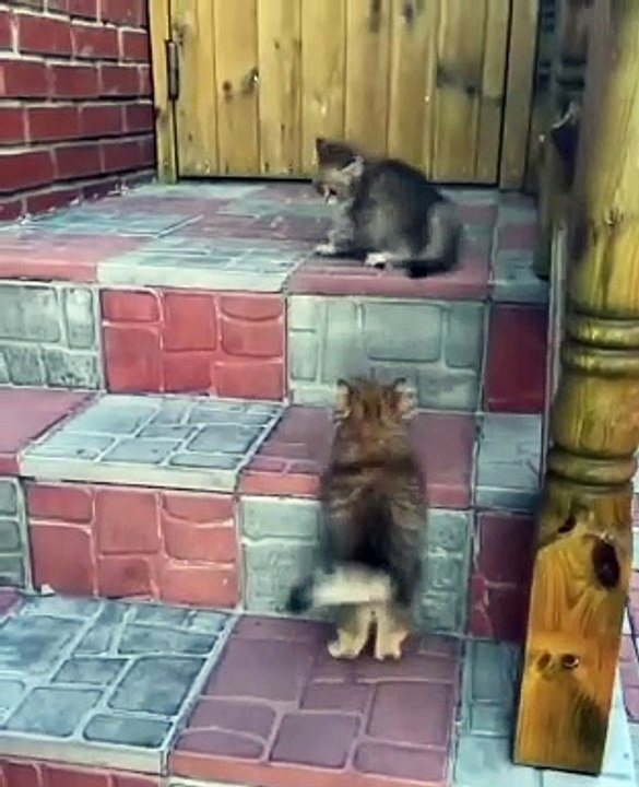 Playing Cat is Cute