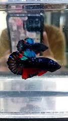 Avatar nebula betta fish