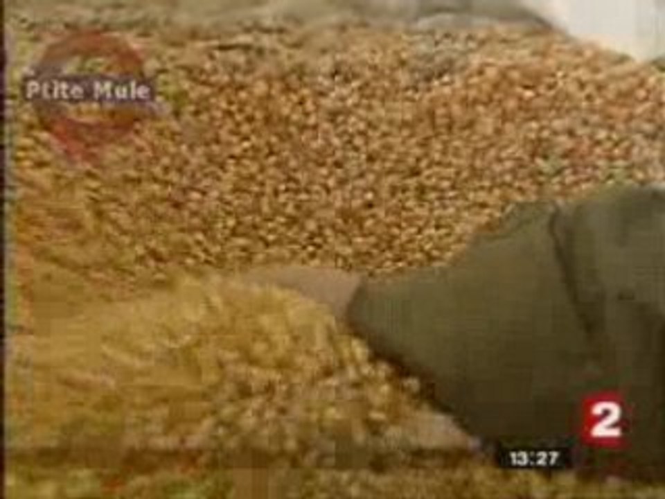 Des OGM dans le maïs bio