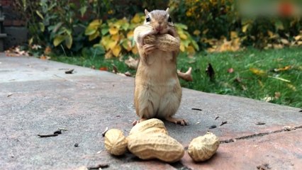 Incredible Adventures: Animals, Nature, and More! || Best of Internet