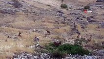Elazığ'da sürü halinde dağ keçileri görüntülendi